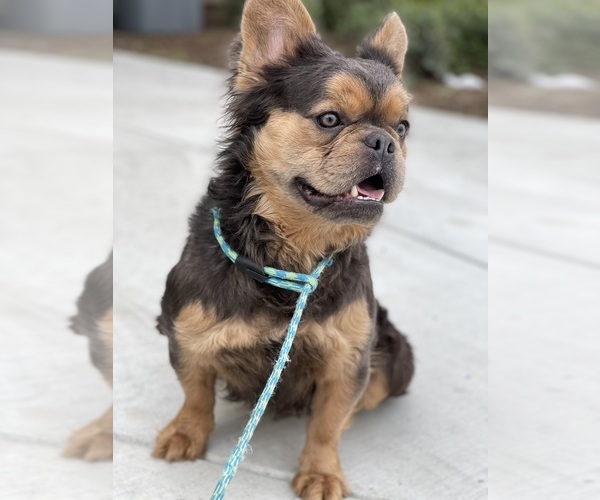 Medium Photo #1  Breeder Profile in FRESNO, CA, USA