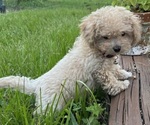 Small #6 Breeder Profile image