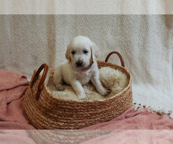 Medium Photo #4  Breeder Profile in MALDEN, MA, USA