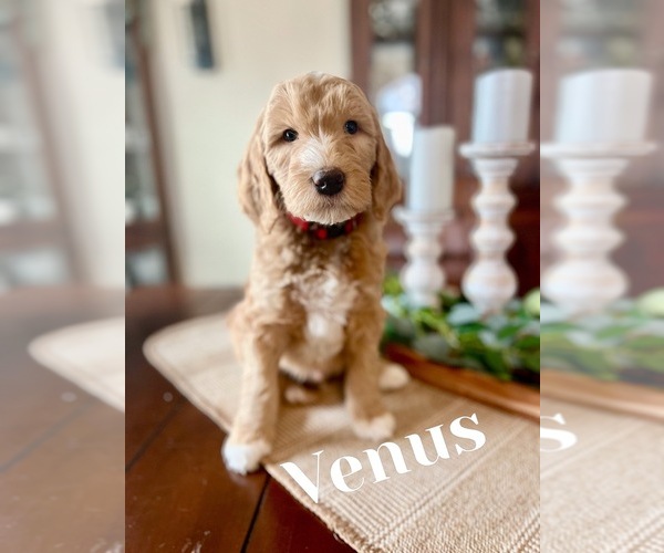 Medium Photo #1  Breeder Profile in HESPERIA, CA, USA
