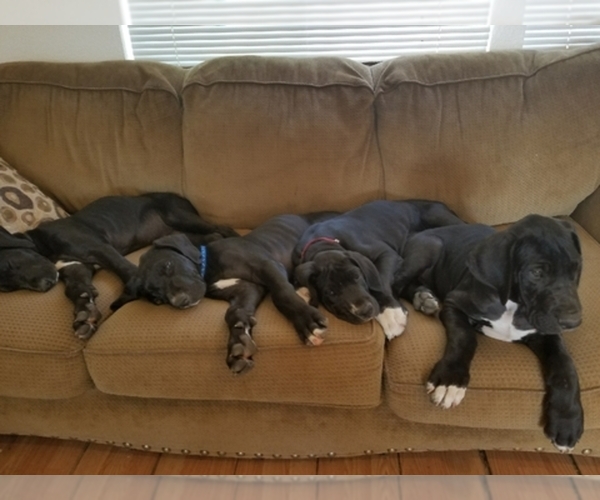 Medium Photo #1  Breeder Profile in PLUMMER, ID, USA
