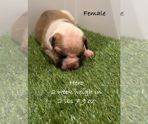Medium Photo #5  Breeder Profile in GRAY, GA, USA