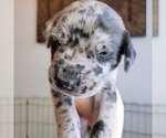 Small Photo #19  Breeder Profile in MONTEVIEW, ID, USA