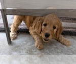 Small #1 Breeder Profile image