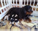 Small #1 Breeder Profile image