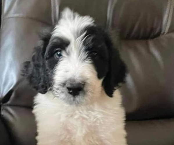 Medium Photo #1  Breeder Profile in SAND SPRINGS, OK, USA