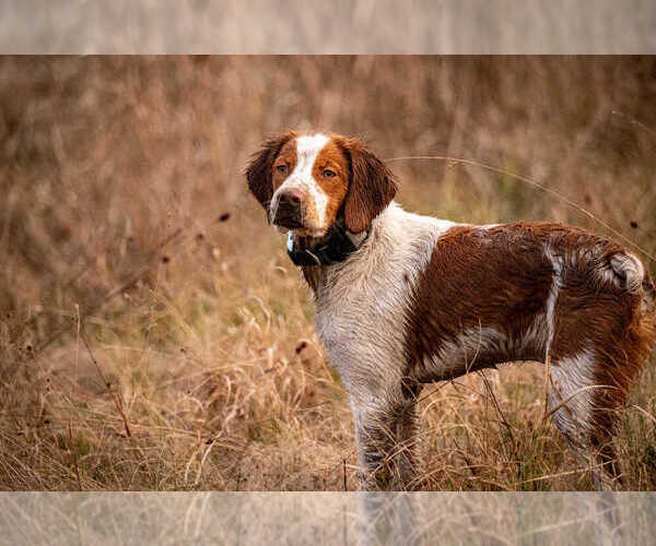 Medium Photo #146  Breeder Profile in HORTENSE, GA, USA