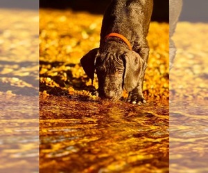 Great Dane Dog Breeder near WALNUT GROVE, MO, USA