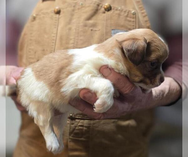 Medium Photo #3  Breeder Profile in WINLOCK, WA, USA