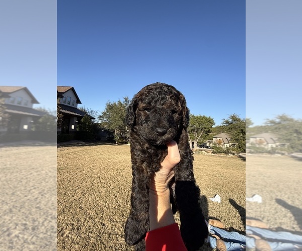 Medium Photo #14  Breeder Profile in SPICEWOOD, TX, USA