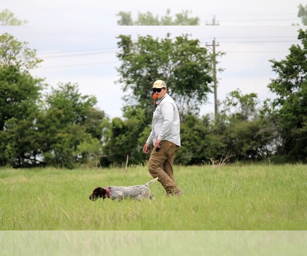 Medium Photo #7  Breeder Profile in DAYTON, TX, USA
