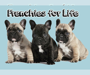 French Bulldog Dog Breeder near WEST PALM BEACH, FL, USA