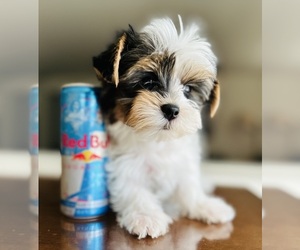 Yorkshire Terrier Dog Breeder near FRESNO, CA, USA