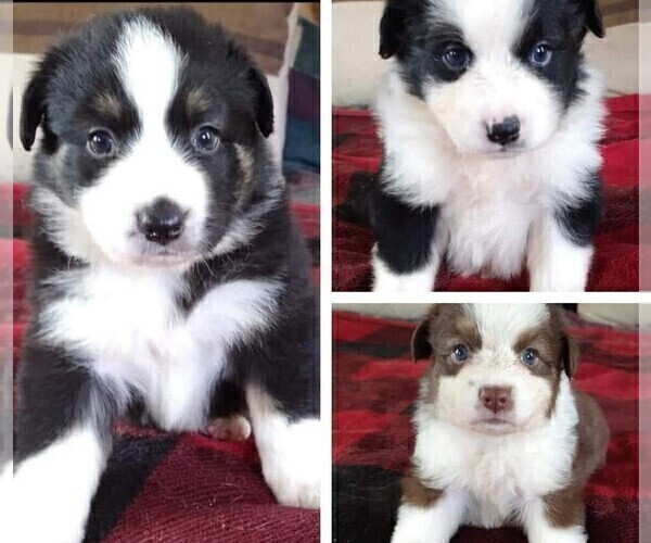 Medium Photo #2  Breeder Profile in LAURENS, SC, USA