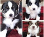 Small #1 Breeder Profile image