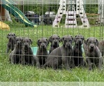 Small breeder photo