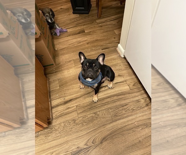 Medium Photo #2  Breeder Profile in NORFOLK, VA, USA