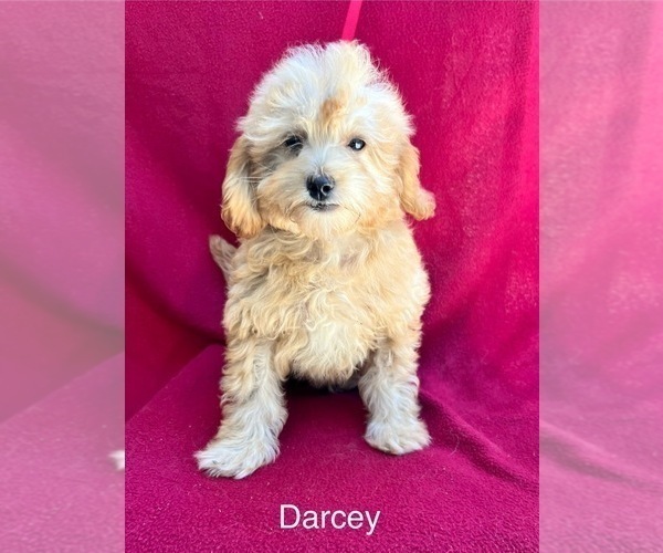 Medium Photo #5  Breeder Profile in BROOKSVILLE, FL, USA