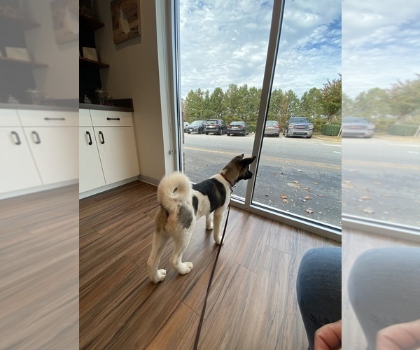 Medium Photo #80  Breeder Profile in MCDONOUGH, GA, USA
