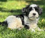 Small #2 Breeder Profile image