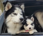 Small Photo #1  Breeder Profile in SHERWOOD, OR, USA