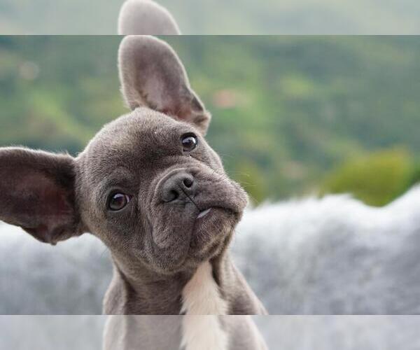 Medium Photo #1  Breeder Profile in FISHER ISLAND, FL, USA