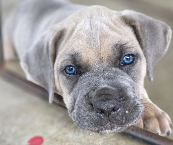 Medium Photo #27  Breeder Profile in BANGS, TX, USA