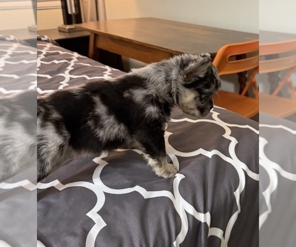 Medium Photo #17  Breeder Profile in PALMDALE, CA, USA