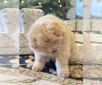 Small #8 Breeder Profile image