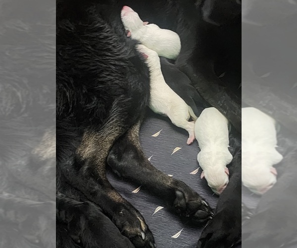 Medium Photo #1  Breeder Profile in DAMASCUS, MD, USA