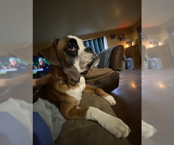 Medium Photo #9  Breeder Profile in INCHELIUM, WA, USA