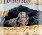 Small breeder photo
