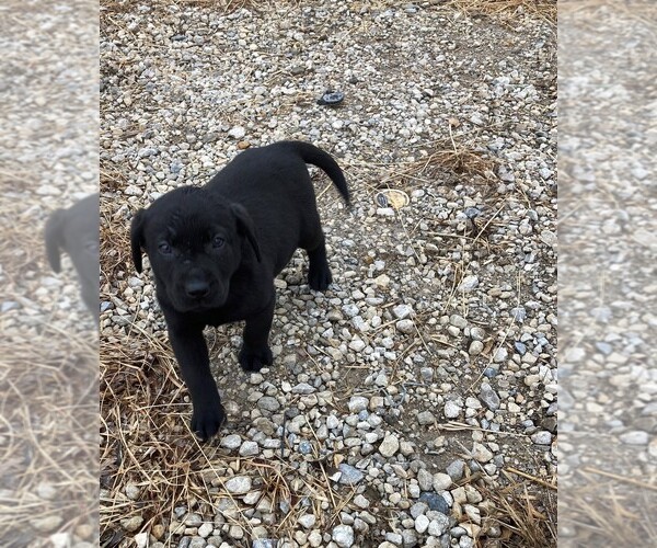 Medium Photo #1  Breeder Profile in OSKALOOSA, KS, USA