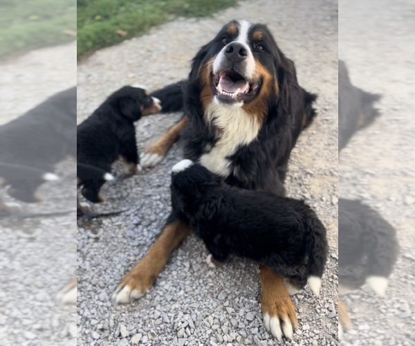 Medium Photo #1  Breeder Profile in DECATUR, MI, USA