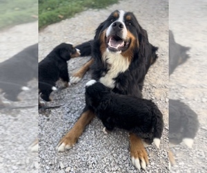 Bernese Mountain Dog Dog Breeder near DECATUR, MI, USA