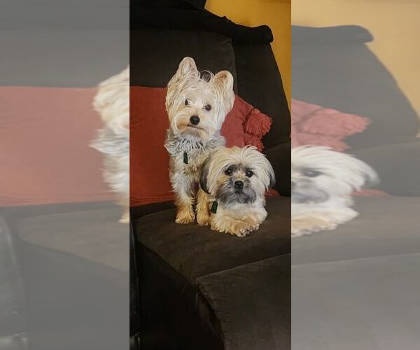 Medium Photo #18  Breeder Profile in UPPR MARLBORO, MD, USA