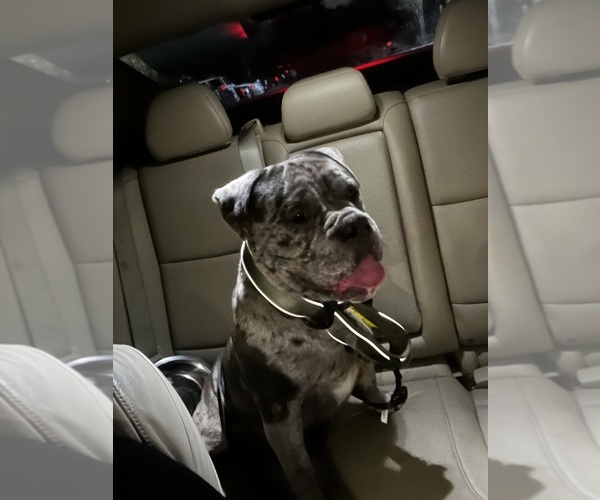 Medium Photo #1  Breeder Profile in HOUSTON, TX, USA