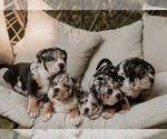 Small #17 Breeder Profile image