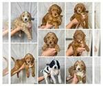 Small breeder photo