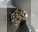 Small #3 Breeder Profile image