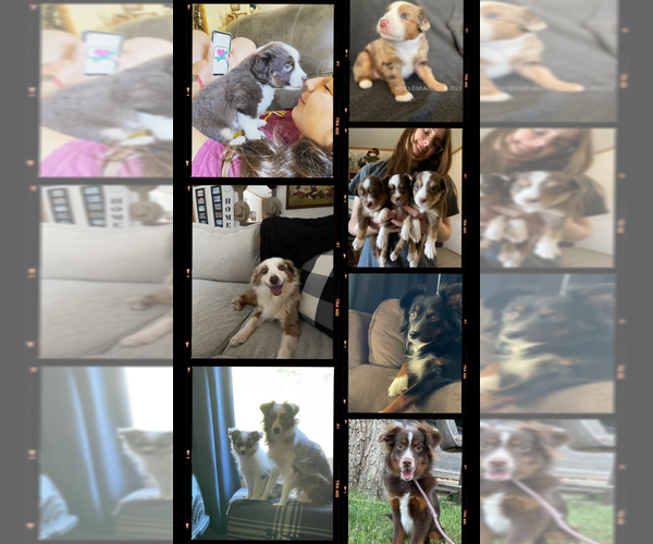 Medium Photo #1  Breeder Profile in KIM, CO, USA