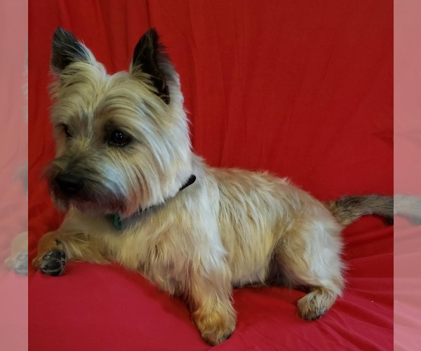 Medium Photo #3  Breeder Profile in FORNEY, TX, USA