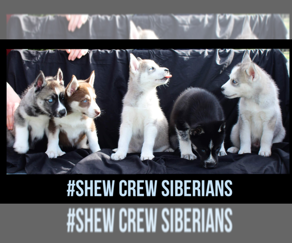 Medium Photo #1  Breeder Profile in JOPLIN, MO, USA