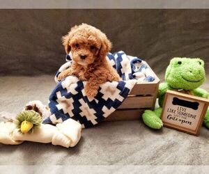 Poodle (Toy) Dog Breeder in MAMOU,  USA