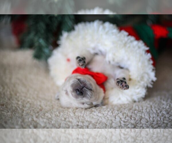 Medium Photo #6  Breeder Profile in URBANA, OH, USA