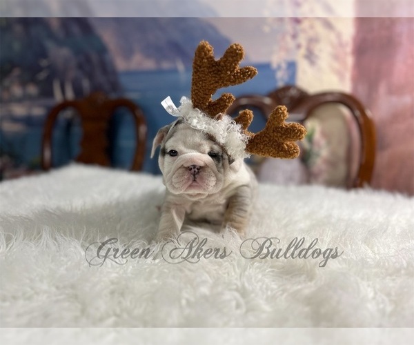 Medium Photo #5  Breeder Profile in OOLOGAH, OK, USA