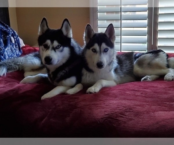 Medium Photo #1  Breeder Profile in UPLAND, CA, USA