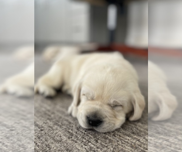 Medium Photo #1  Breeder Profile in LAKE WALES, FL, USA