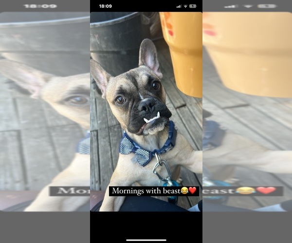 Medium Photo #1  Breeder Profile in CLIFTON HEIGHTS, PA, USA