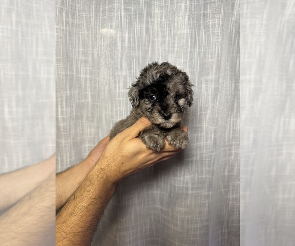 Medium Photo #3  Breeder Profile in ORLANDO, FL, USA